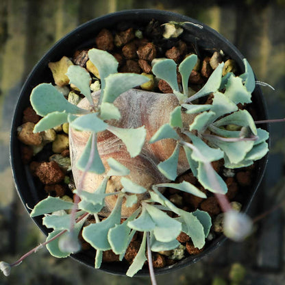 【園主おまかせ・入門株】 オトンナ・カカリオイデス Othonna cacalioides【現地株】