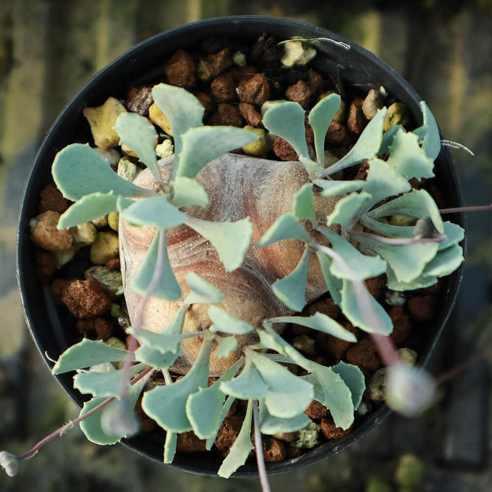 【園主おまかせ・特選株】オトンナ・カカリオイデス【現地株】