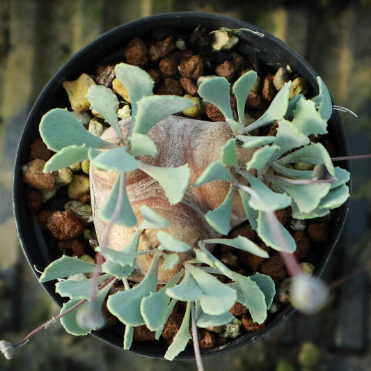 【園主おまかせ・特選株】オトンナ・カカリオイデス【現地株】