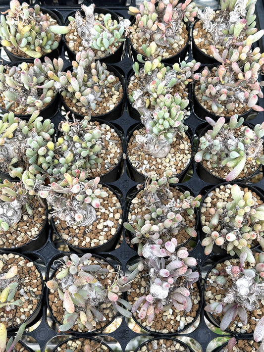 【園主おまかせ・入門株】オトンナ・クラビフォリア