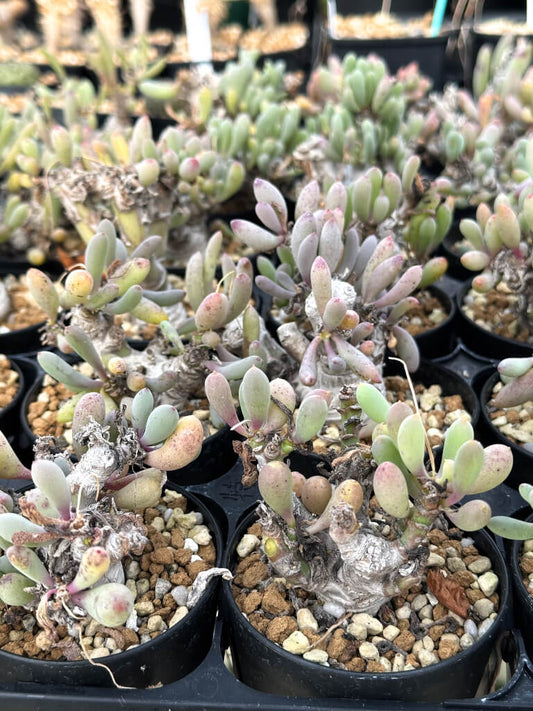 【園主おまかせ・入門株】オトンナ・クラビフォリア