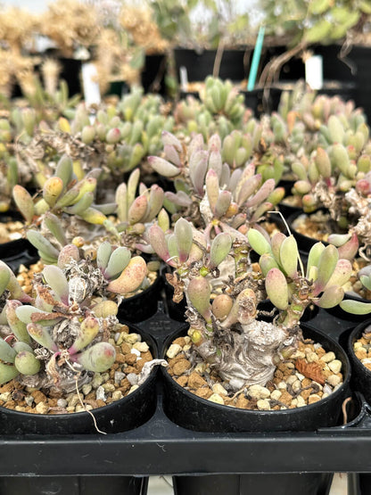 【園主おまかせ・入門株】オトンナ・クラビフォリア