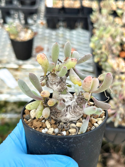 【園主おまかせ・入門株】オトンナ・クラビフォリア