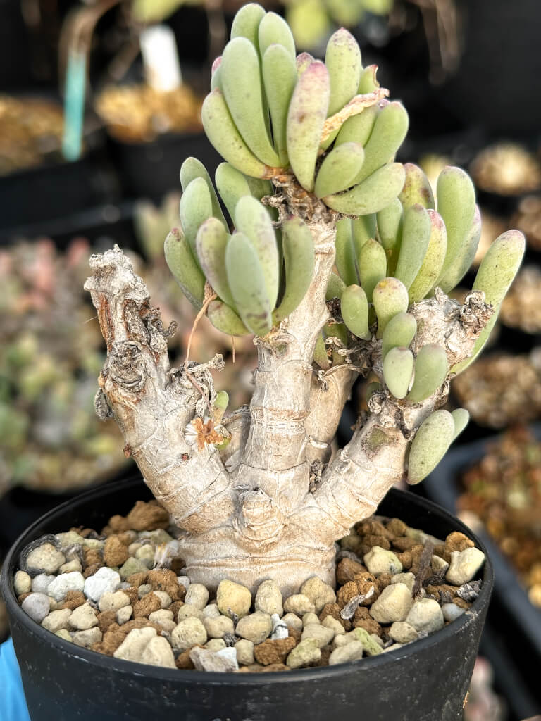 【園主おまかせ・入門株】オトンナ・クラビフォリア