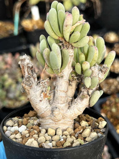 【園主おまかせ・入門株】オトンナ・クラビフォリア