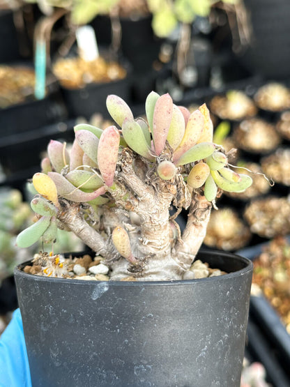 【園主おまかせ・入門株】オトンナ・クラビフォリア