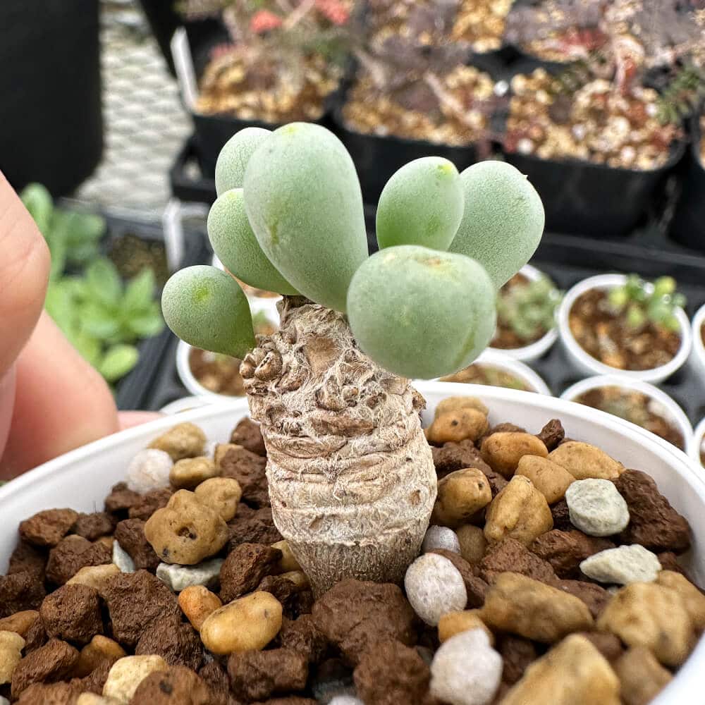 【園主おまかせ・入門株】 オトンナ・クラビフォリア 小サイズ Othonna clavifolia