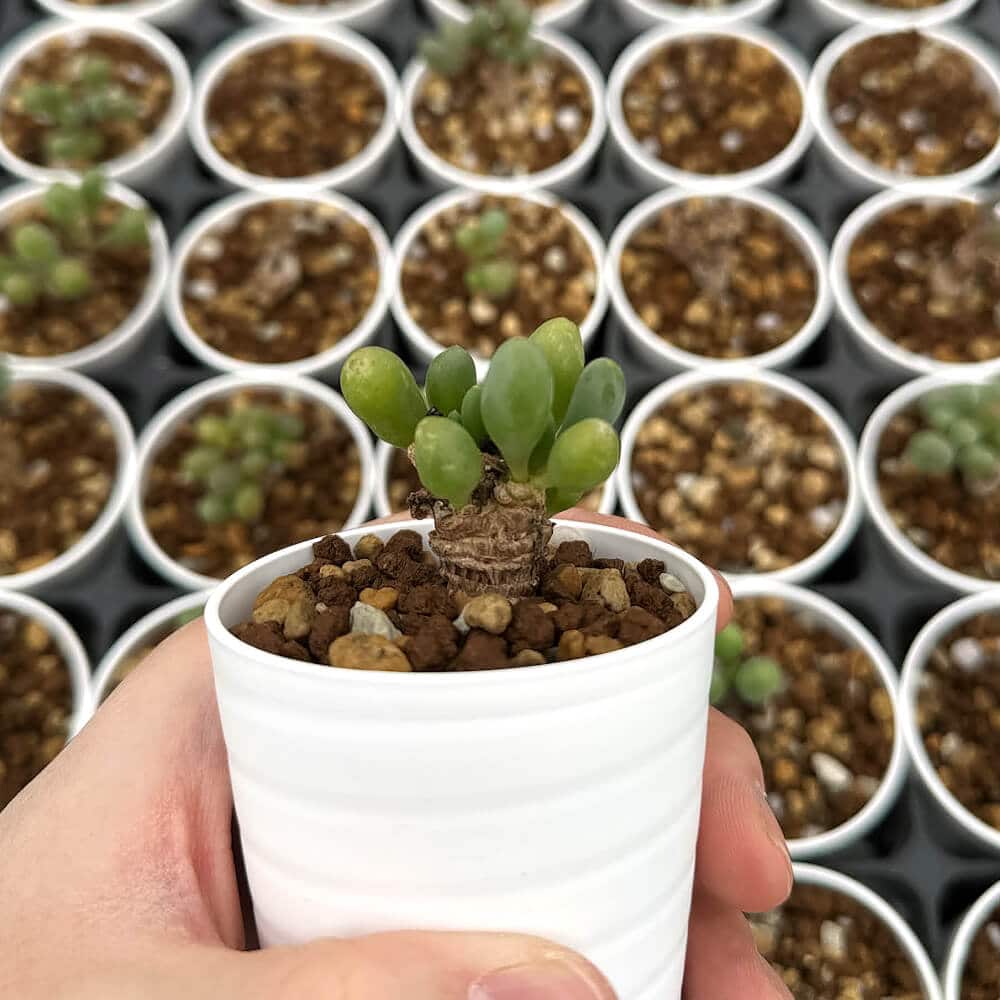 【園主おまかせ・入門株】 オトンナ・クラビフォリア 小サイズ Othonna clavifolia