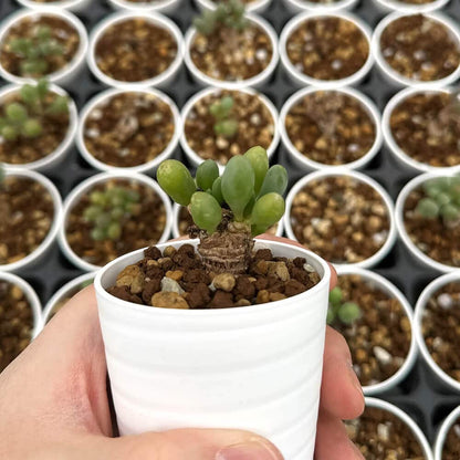 【園主おまかせ・入門株】 オトンナ・クラビフォリア 小サイズ Othonna clavifolia