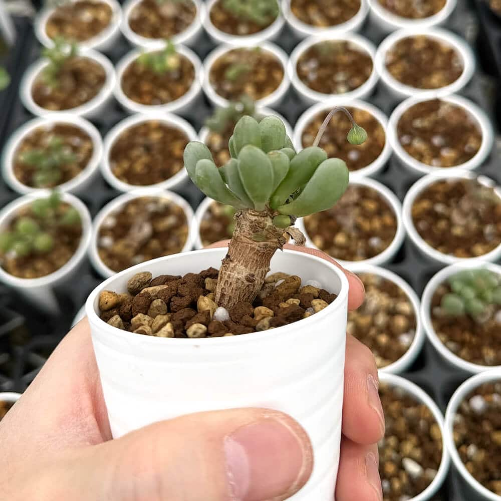 【園主おまかせ・入門株】 オトンナ・クラビフォリア 小サイズ Othonna clavifolia