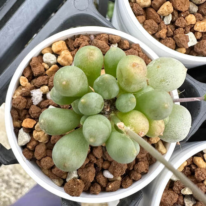 【園主おまかせ・入門株】 オトンナ・クラビフォリア 小サイズ Othonna clavifolia