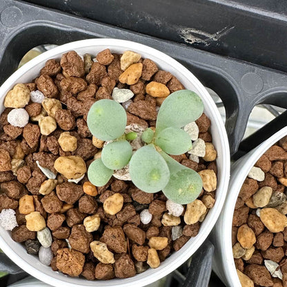 【園主おまかせ・入門株】 オトンナ・クラビフォリア 小サイズ Othonna clavifolia