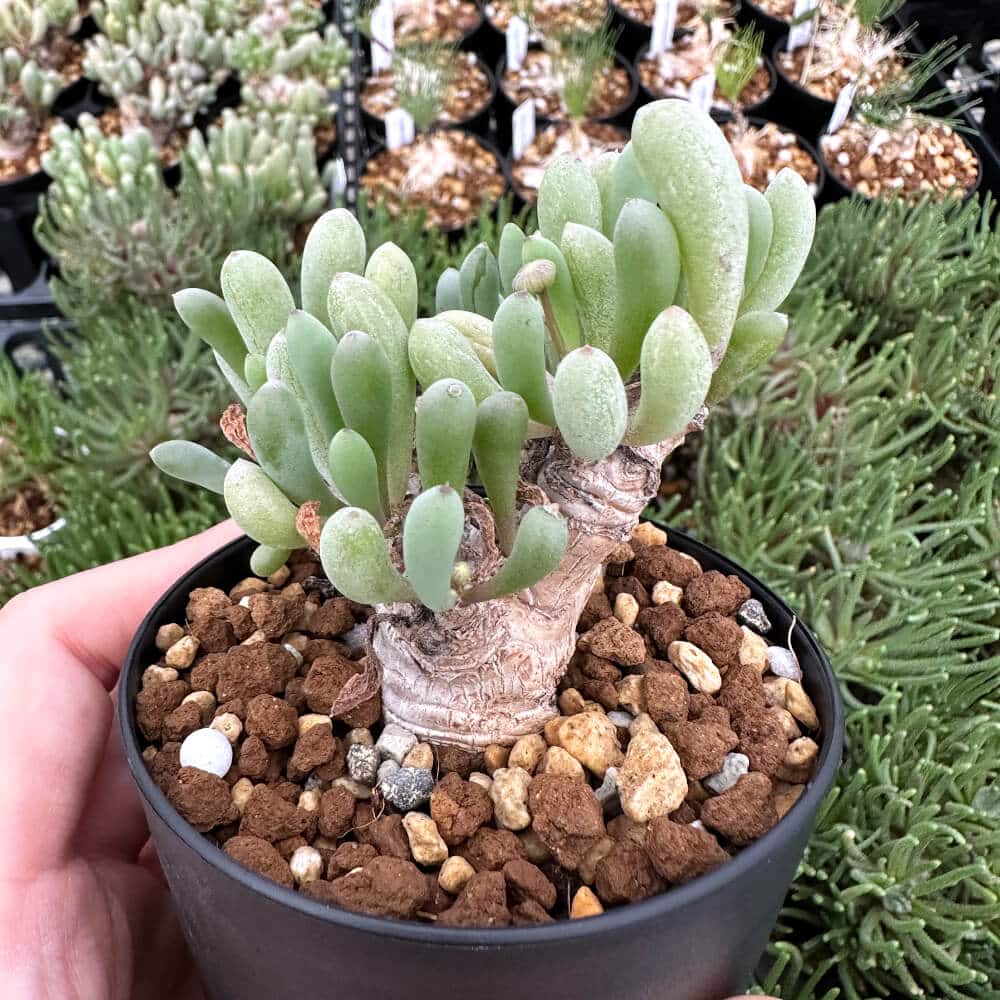 園主おまかせ・入門株】 オトンナ・クラビフォリア Othonna clavifolia