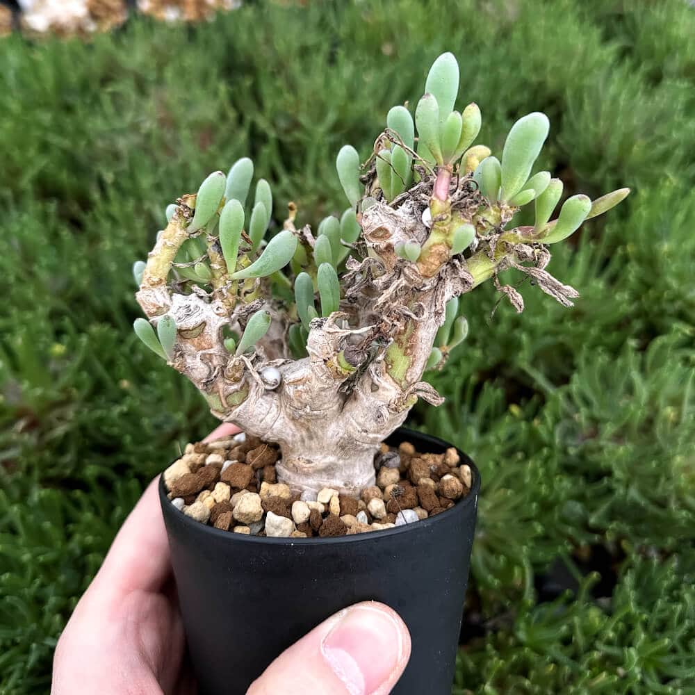 【園主おまかせ・入門株】 オトンナ・クラビフォリア Othonna clavifolia