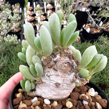 【園主おまかせ・入門株】 オトンナ・クラビフォリア Othonna clavifolia