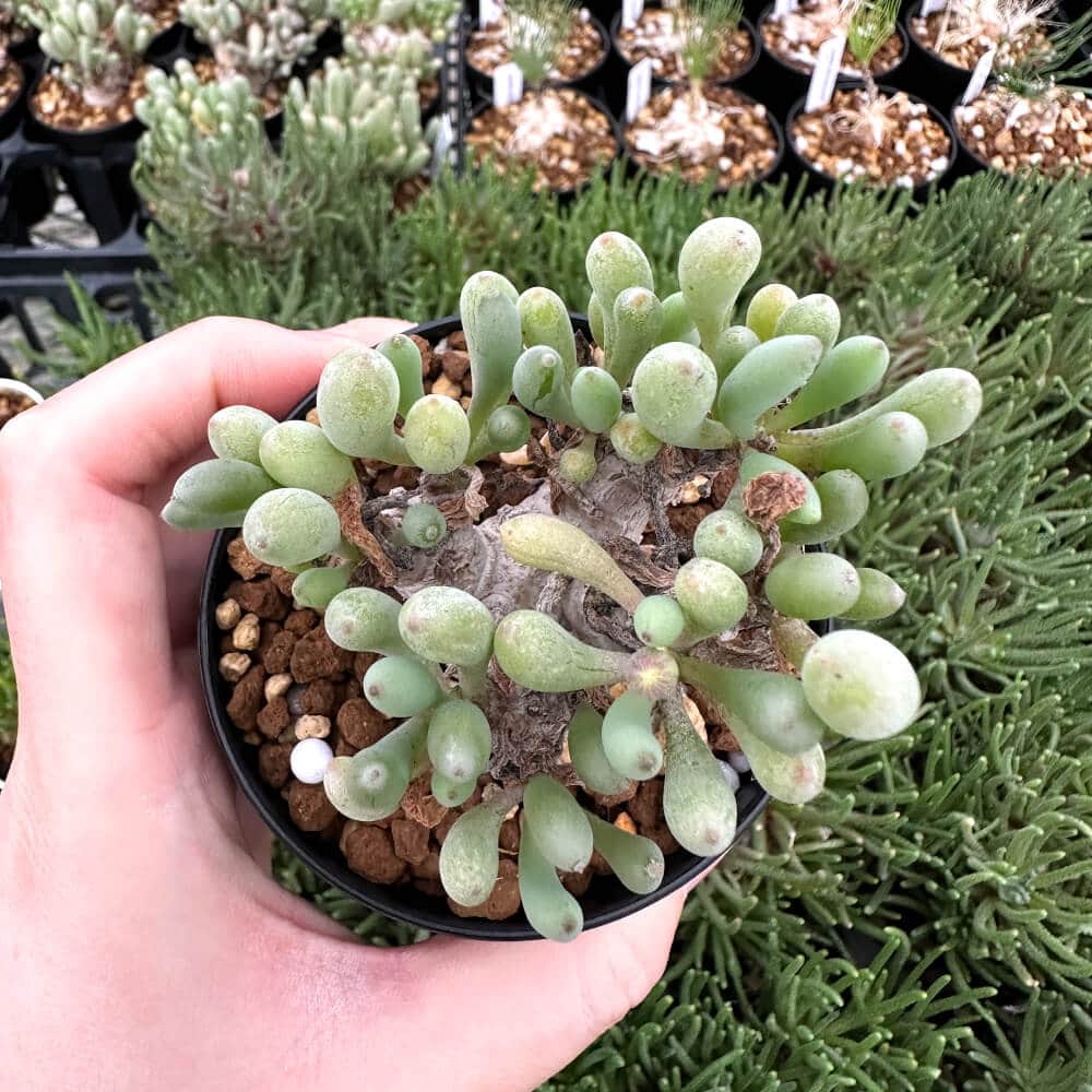 【園主おまかせ・入門株】 オトンナ・クラビフォリア Othonna clavifolia