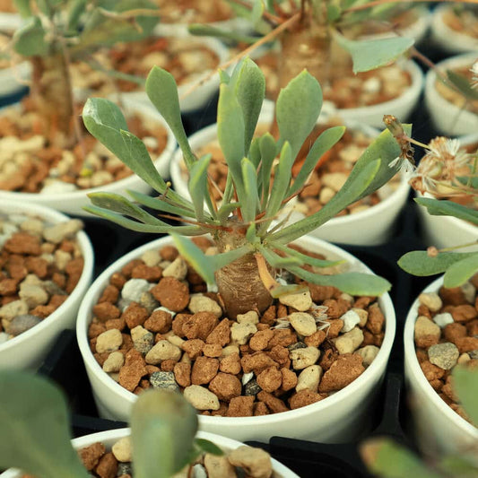 【園主おまかせ・入門株】 オトンナ・ユーフォルビオイデス Othonna euphorbioides