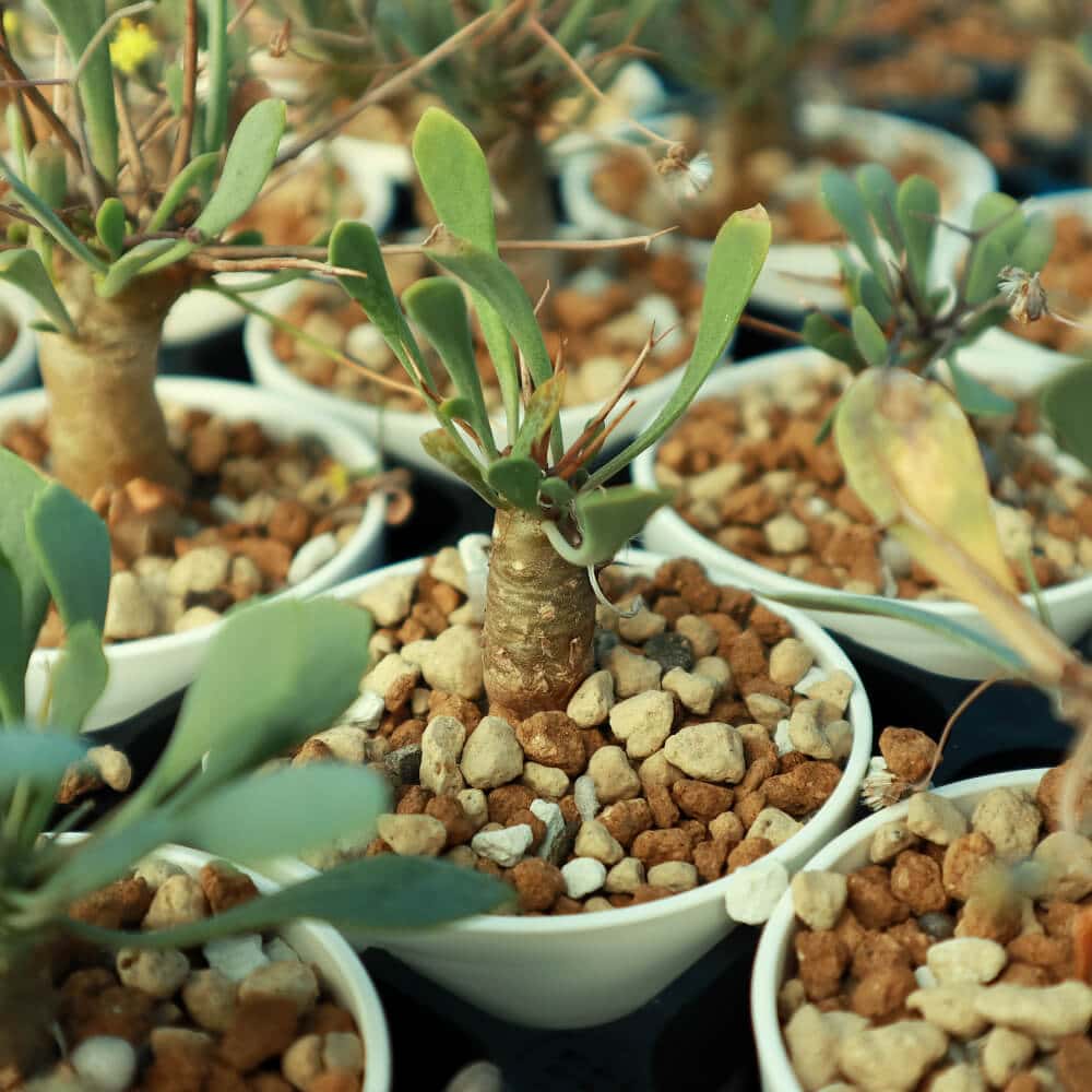 【園主おまかせ・入門株】 オトンナ・ユーフォルビオイデス Othonna euphorbioides