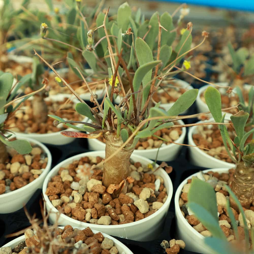 【園主おまかせ・入門株】 オトンナ・ユーフォルビオイデス Othonna euphorbioides