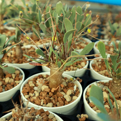 【園主おまかせ・入門株】 オトンナ・ユーフォルビオイデス Othonna euphorbioides