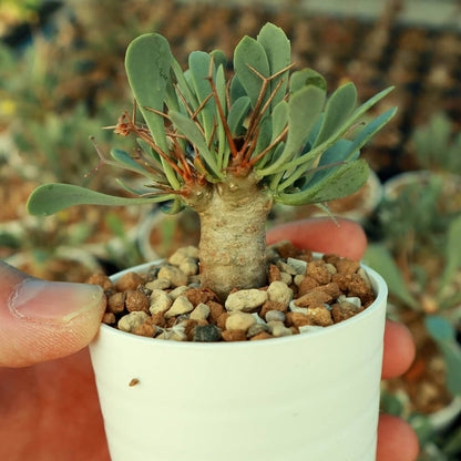 【園主おまかせ・入門株】 オトンナ・ユーフォルビオイデス Othonna euphorbioides