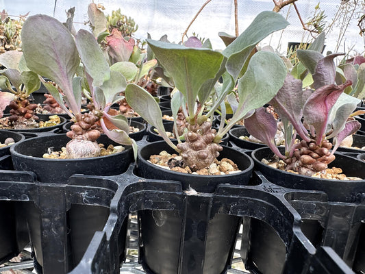 【園主おまかせ・入門株】オトンナ・ヘレー