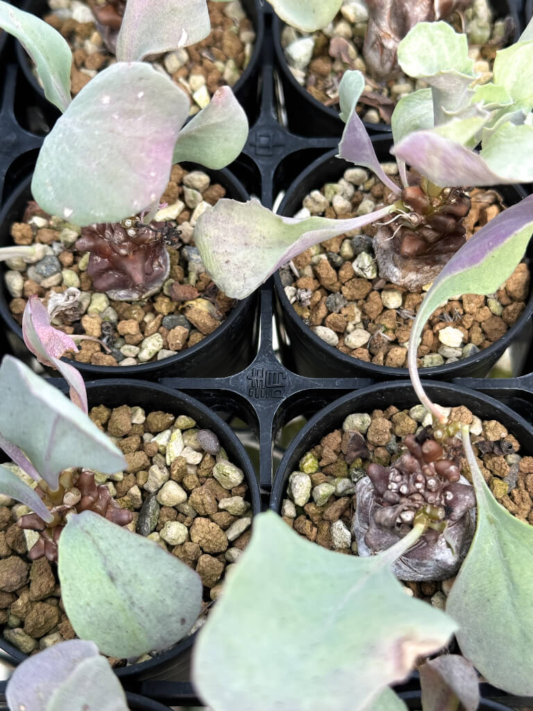 【園主おまかせ・入門株】オトンナ・ヘレー