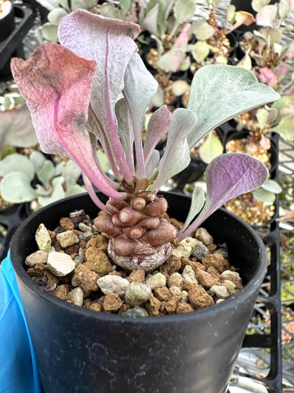 【園主おまかせ・入門株】オトンナ・ヘレー