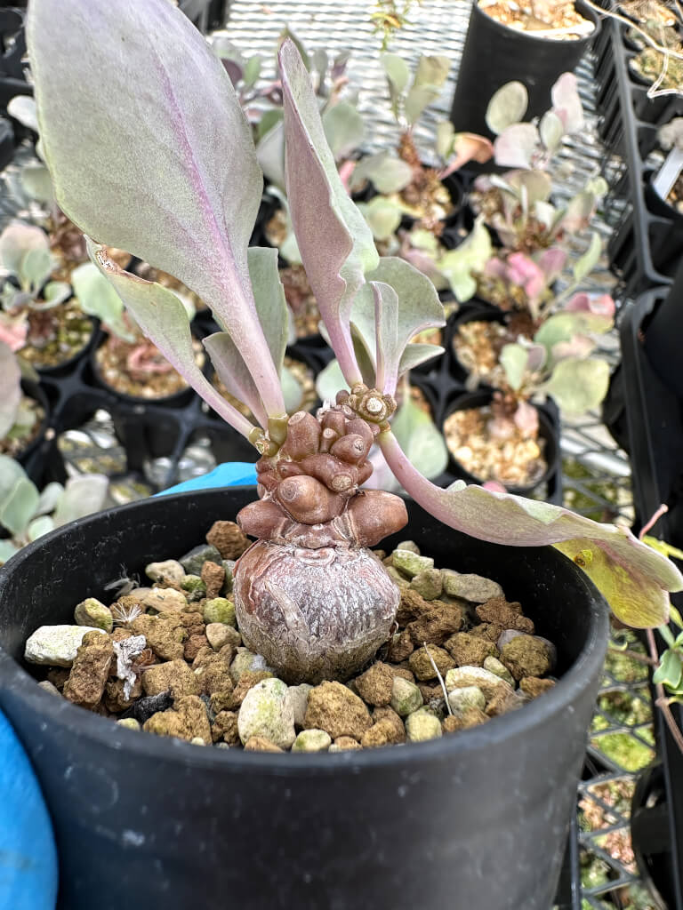 【園主おまかせ・入門株】オトンナ・ヘレー