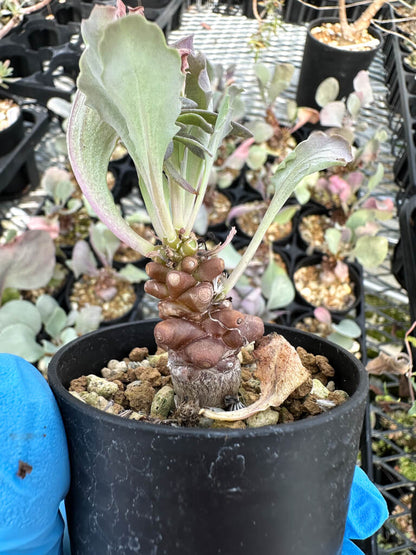 【園主おまかせ・入門株】オトンナ・ヘレー