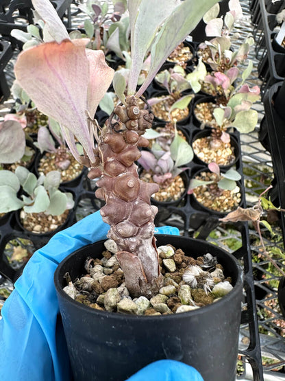 【園主おまかせ・入門株】オトンナ・ヘレー