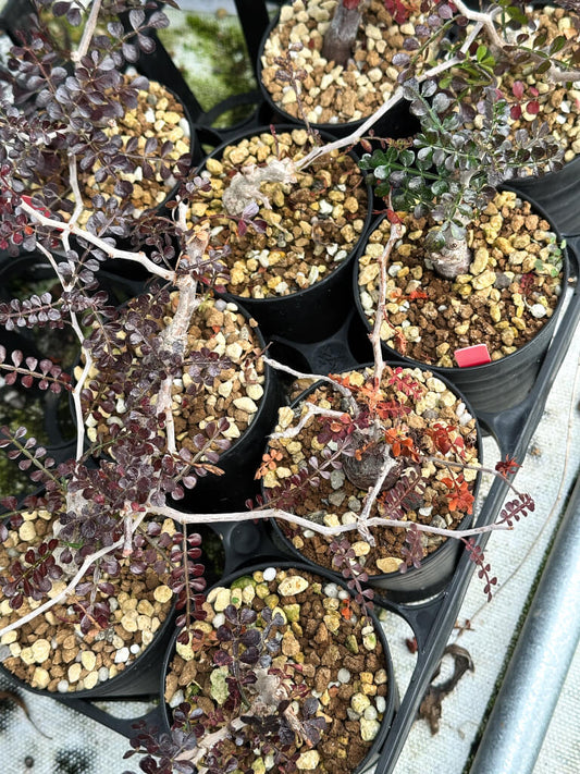 【園主おまかせ・入門株】オペルクリカリア・パキプス