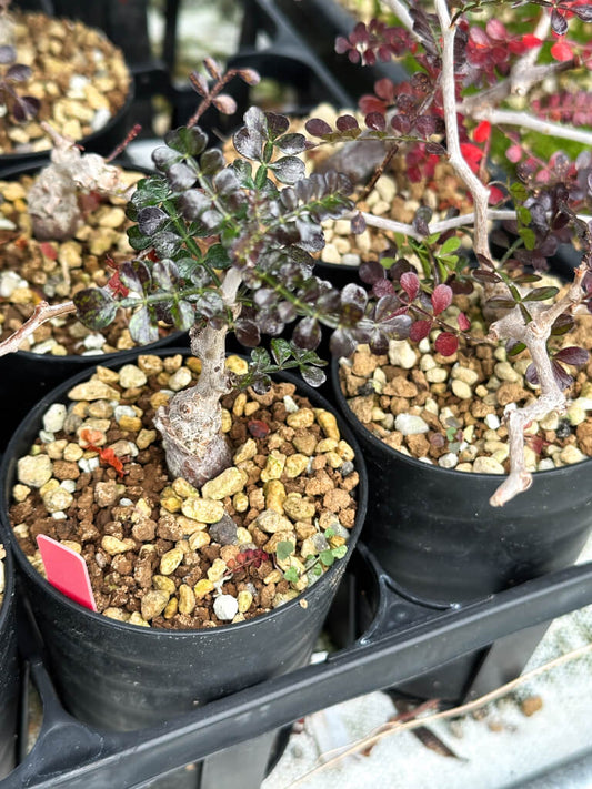 【園主おまかせ・入門株】オペルクリカリア・パキプス