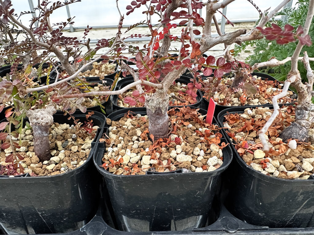 【園主おまかせ・入門株】オペルクリカリア・パキプス