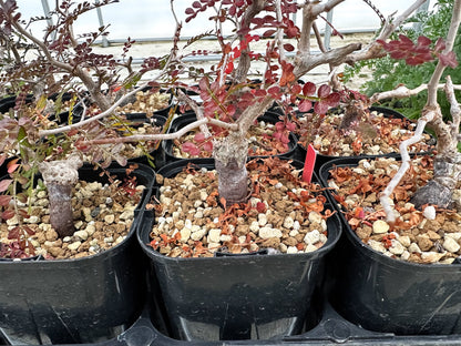 【園主おまかせ・入門株】オペルクリカリア・パキプス