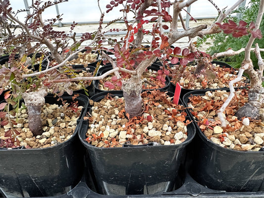 【園主おまかせ・入門株】オペルクリカリア・パキプス