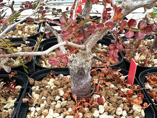 【園主おまかせ・入門株】オペルクリカリア・パキプス