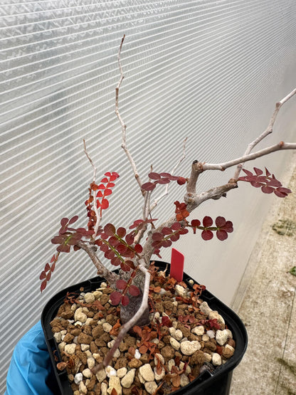 【園主おまかせ・入門株】オペルクリカリア・パキプス