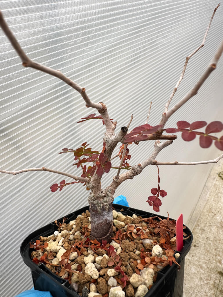 【園主おまかせ・入門株】オペルクリカリア・パキプス