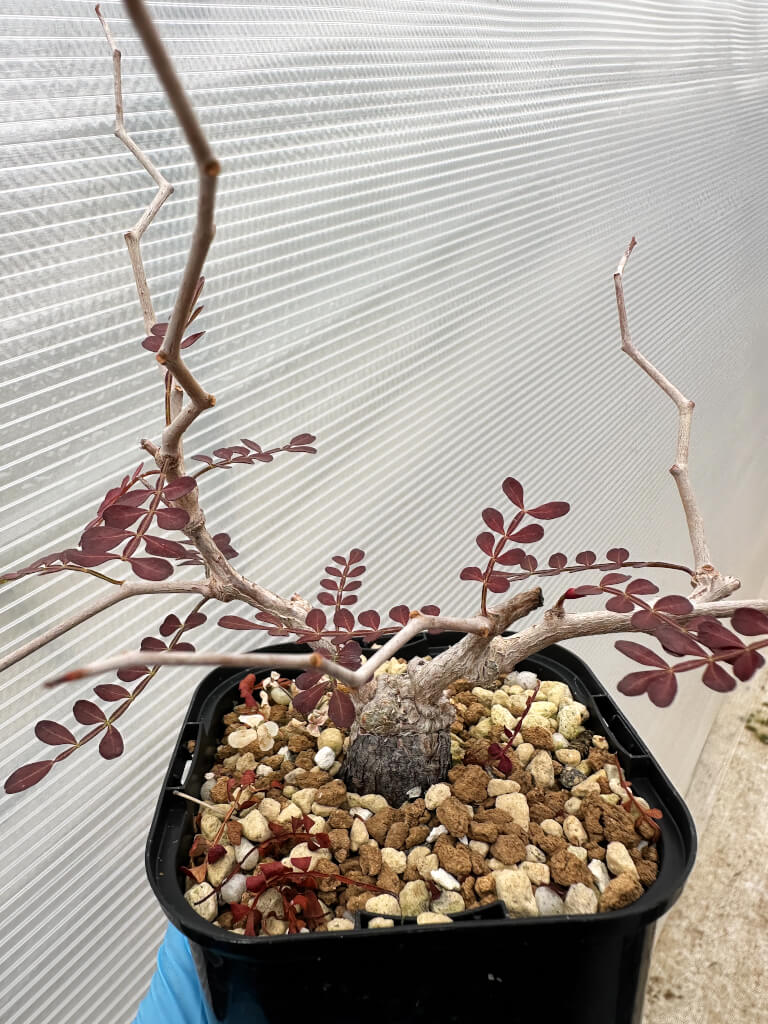 【園主おまかせ・入門株】オペルクリカリア・パキプス