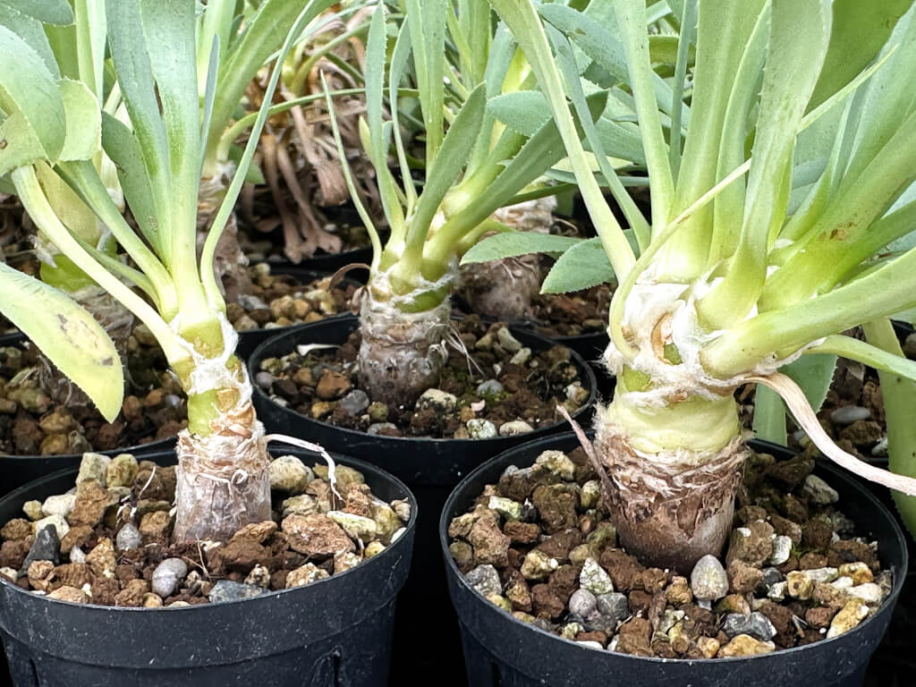 【園主おまかせ・入門株】オトンナ・レトロルサ