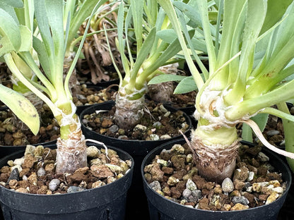 【園主おまかせ・入門株】オトンナ・レトロルサ