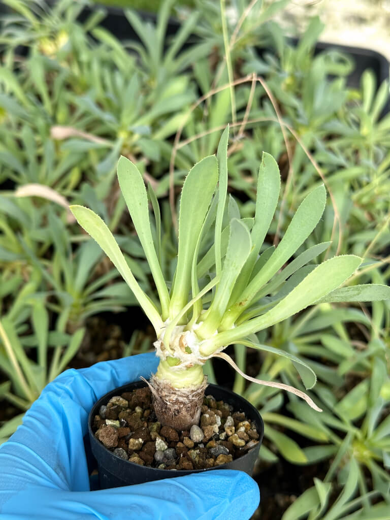 【園主おまかせ・入門株】オトンナ・レトロルサ