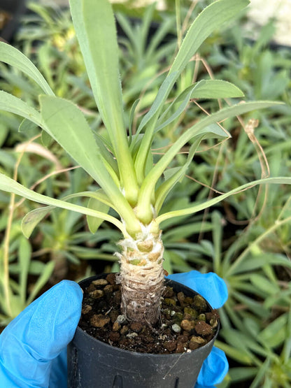 【園主おまかせ・入門株】オトンナ・レトロルサ