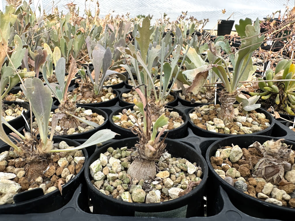 【園主おまかせ・入門株】オトンナ・ステインコフ