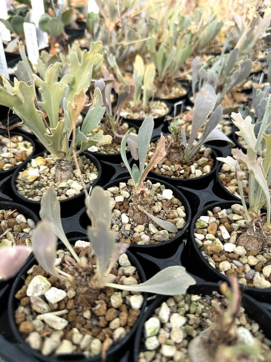 【園主おまかせ・入門株】オトンナ・ステインコフ