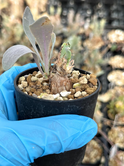 【園主おまかせ・入門株】オトンナ・ステインコフ
