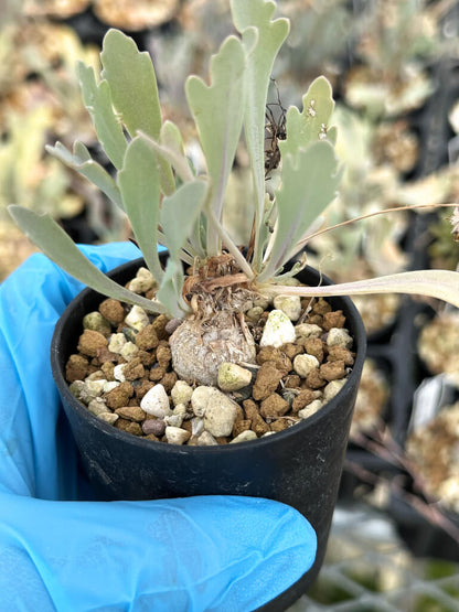 【園主おまかせ・入門株】オトンナ・ステインコフ