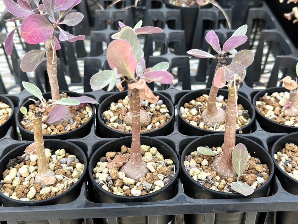 【園主おまかせ・入門株】オトンナ・トリプリネルビア