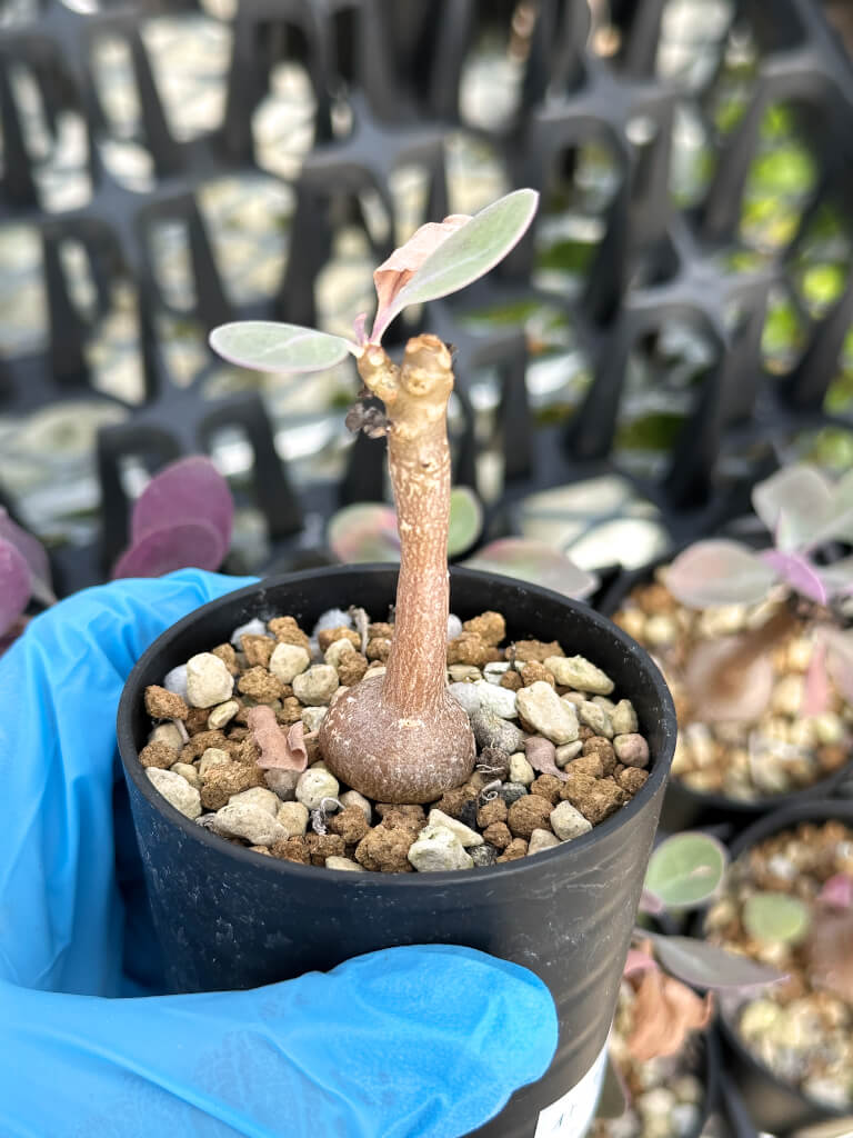 【園主おまかせ・入門株】オトンナ・トリプリネルビア